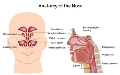Nasal Valve Collapse: Causes and Repair